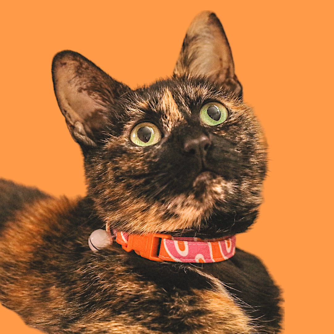 Cat Collars