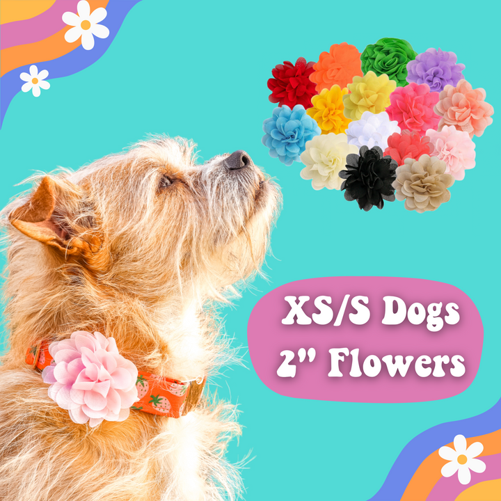 2" XS/Small Dog Flowers