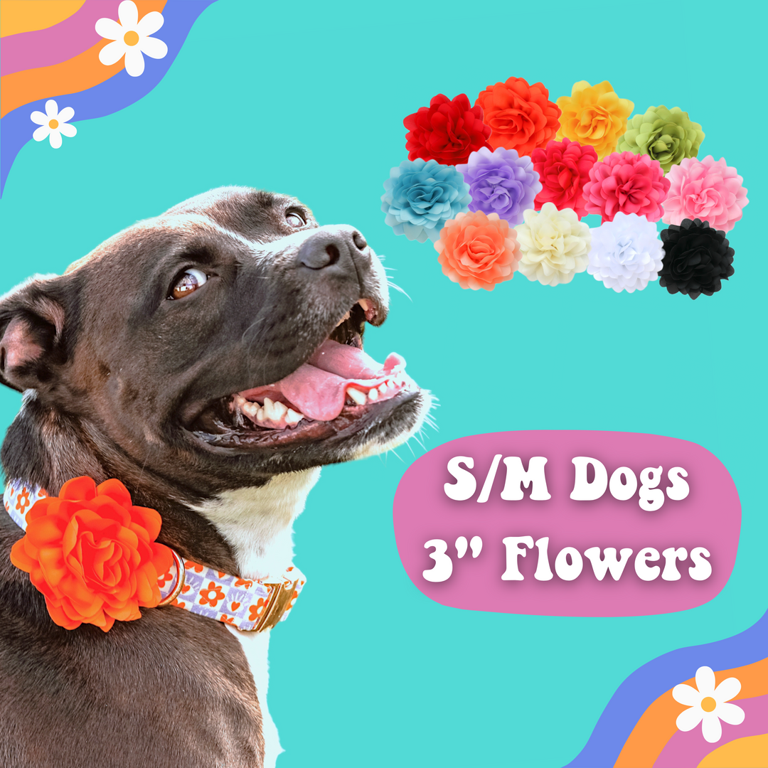 3" Small / Medium Dog Collar Flowers