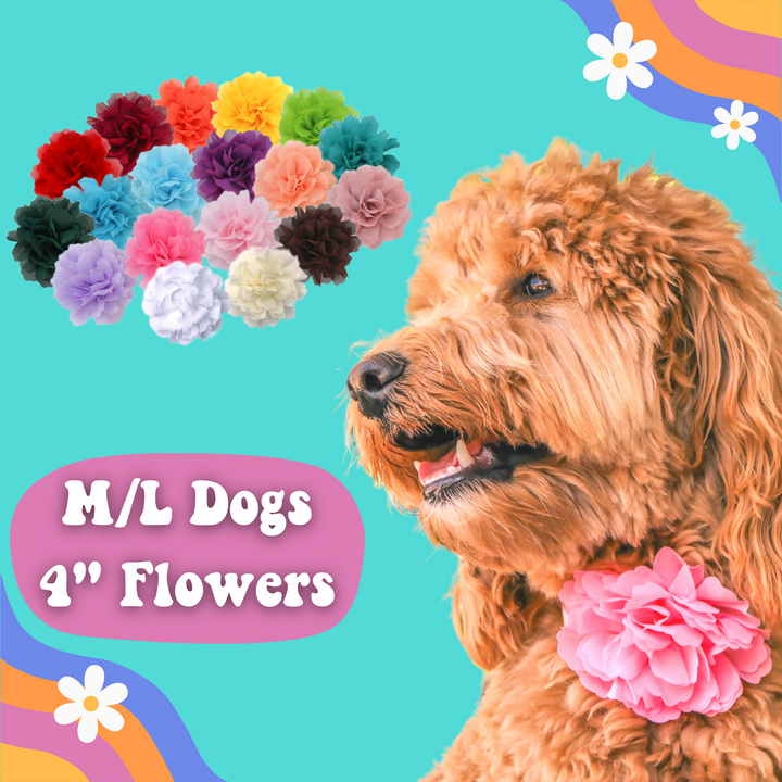 4" Medium / Large Dog Collar Flowers