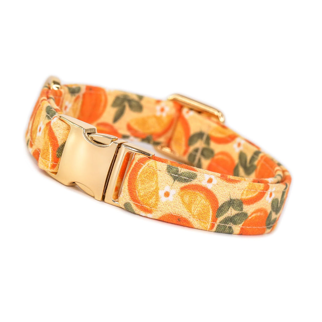 Keep Your Eyes Peeled - Orange Slice Dog Collar