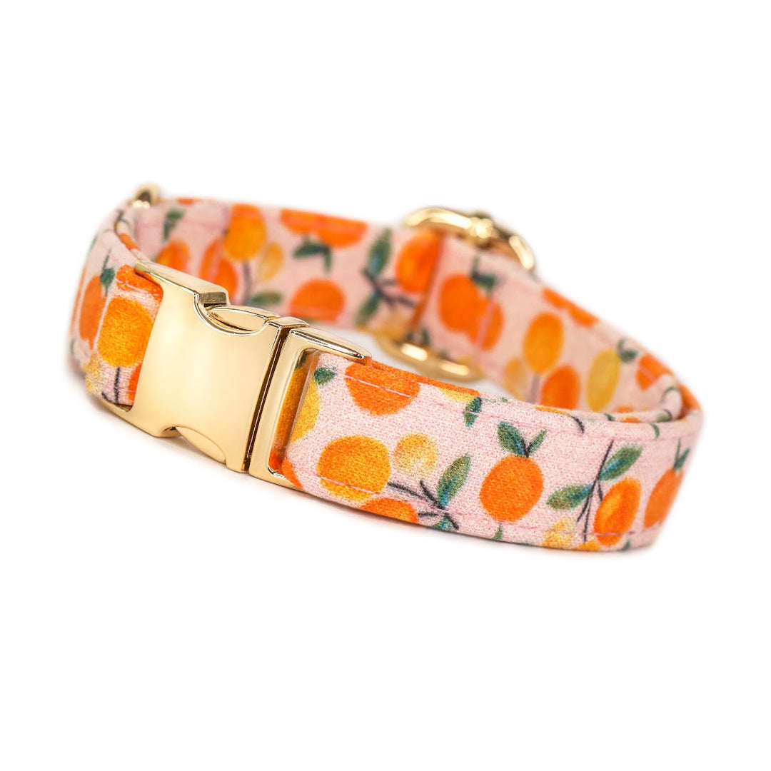 Clementine Cutie - Pink Clementine Dog Collar