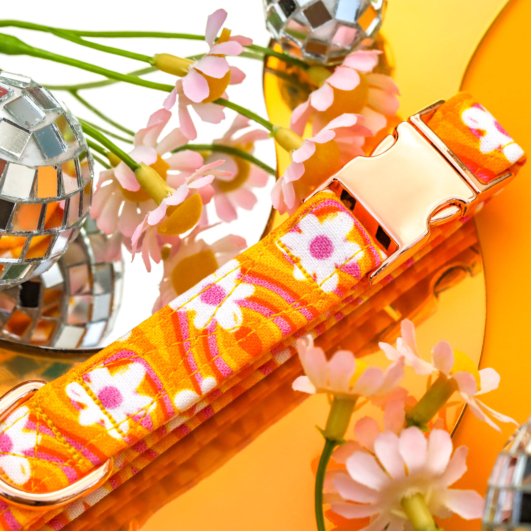 Groovy Babe - Vibrant Daisy Dog Collar