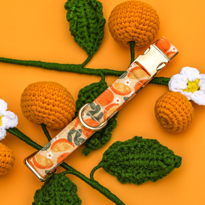 Keep Your Eyes Peeled - Orange Slice Dog Collar