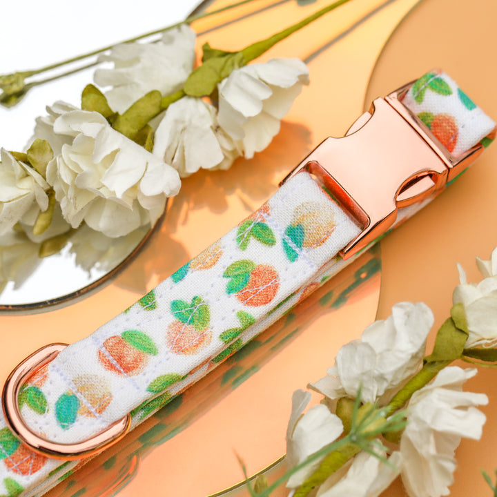 Just Peachy - Peach Dog Collar