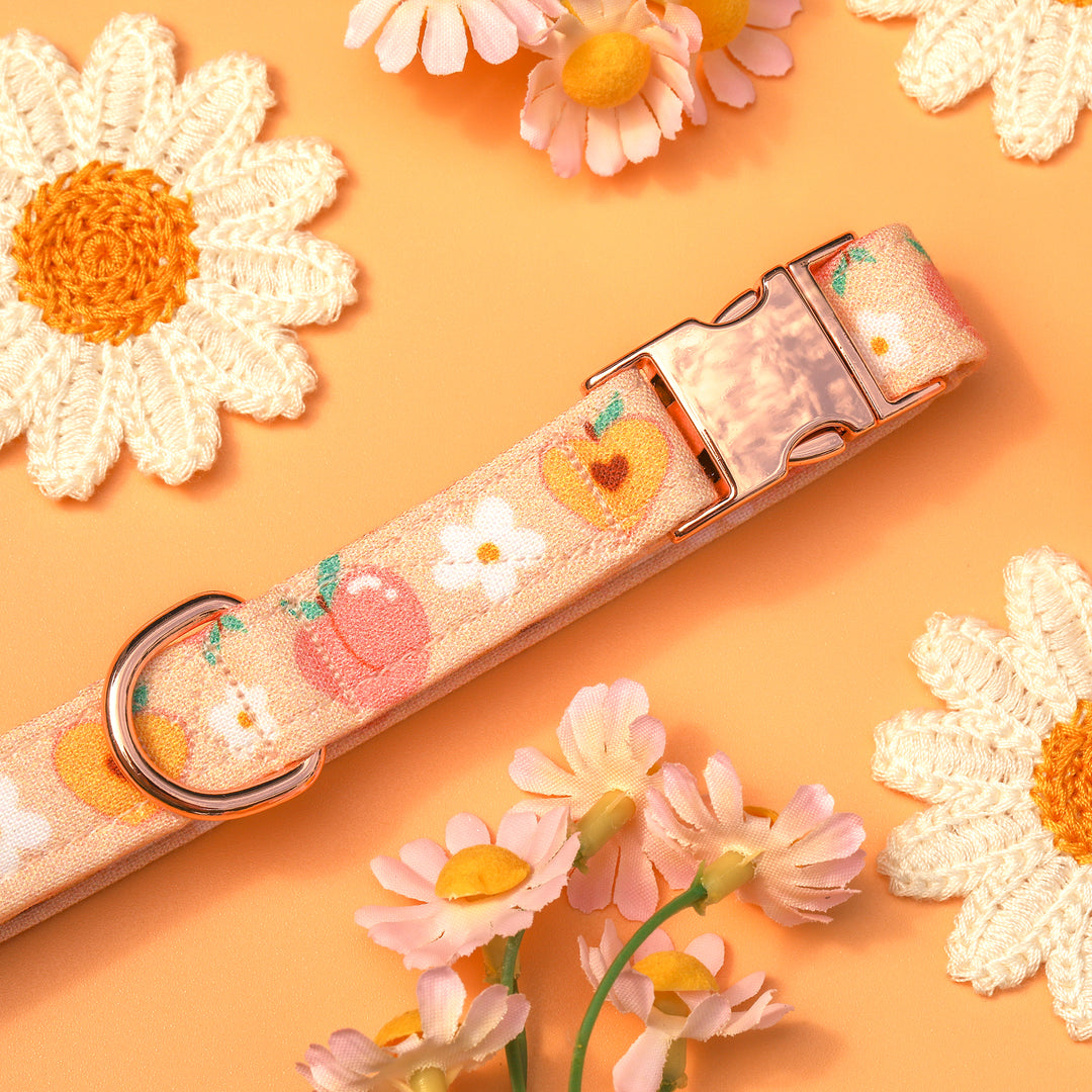 Peachy Keen - Daisy Peach Dog Collar