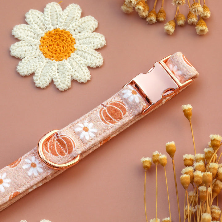 Pick Of The Patch - Neutral Pumpkin Daisy Floral Fall Dog Collar